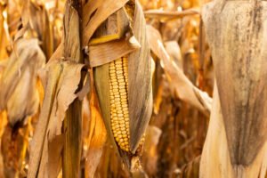 War Hangs Over American Farmers as Fertilizer Prices Rise