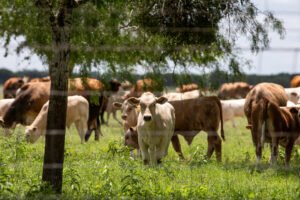 Screwworm Flies Add to Cattle Ranchers’ Woes