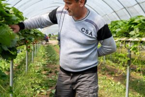 Those British Strawberries Are Being Picked by Central Asian Workers