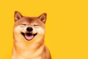 Memecoins dogecoin, shiba inu dive 9% as bitcoin nears $60,000